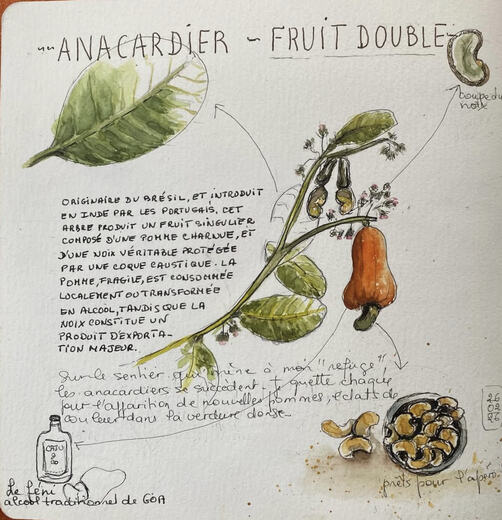 Anacardier, fruit double, page de carnet — Michèle Buisson Chaboche